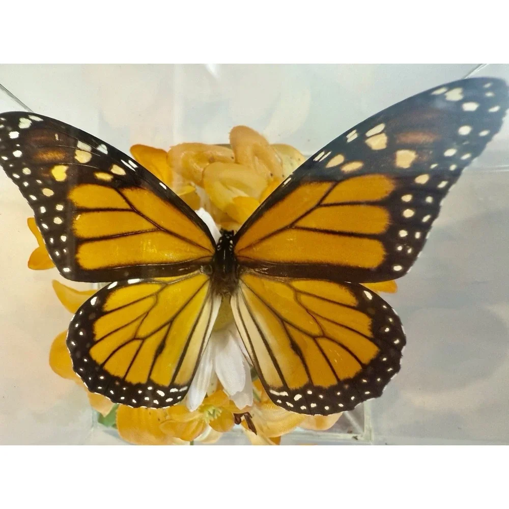 Vintage 1970s Real Monarch Butterfly Display Taxidermy Acrylic Case Decor - Picture 9 of 13